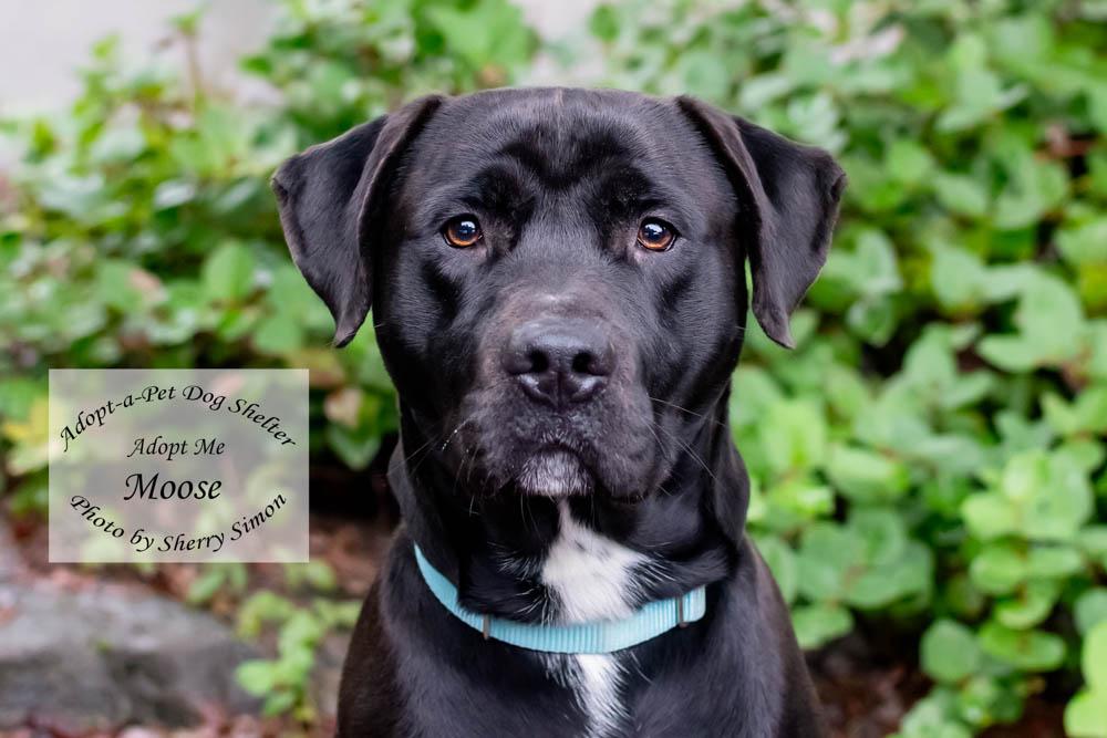 Enlarge MOOSE, an adopted mixed breed in Shelton, WA image 1/6