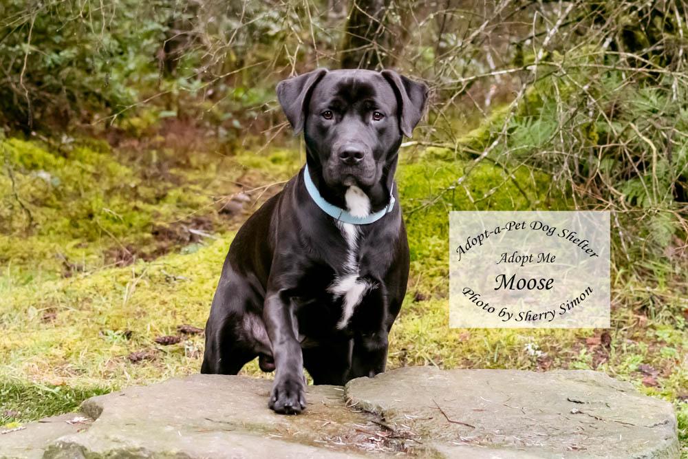 Enlarge MOOSE, an adopted mixed breed in Shelton, WA image 4/6