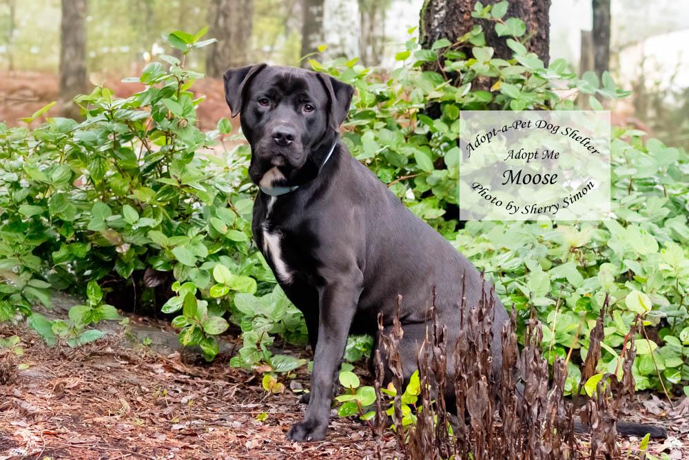 Enlarge MOOSE, an adopted mixed breed in Shelton, WA image 6/6