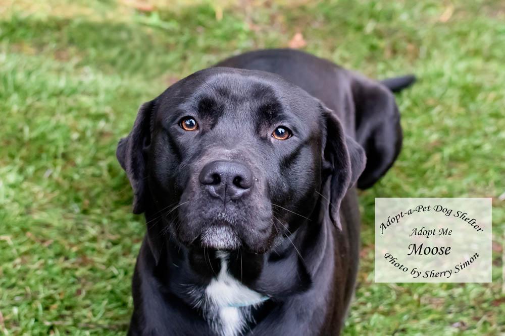 Enlarge MOOSE, an adopted mixed breed in Shelton, WA image 5/6