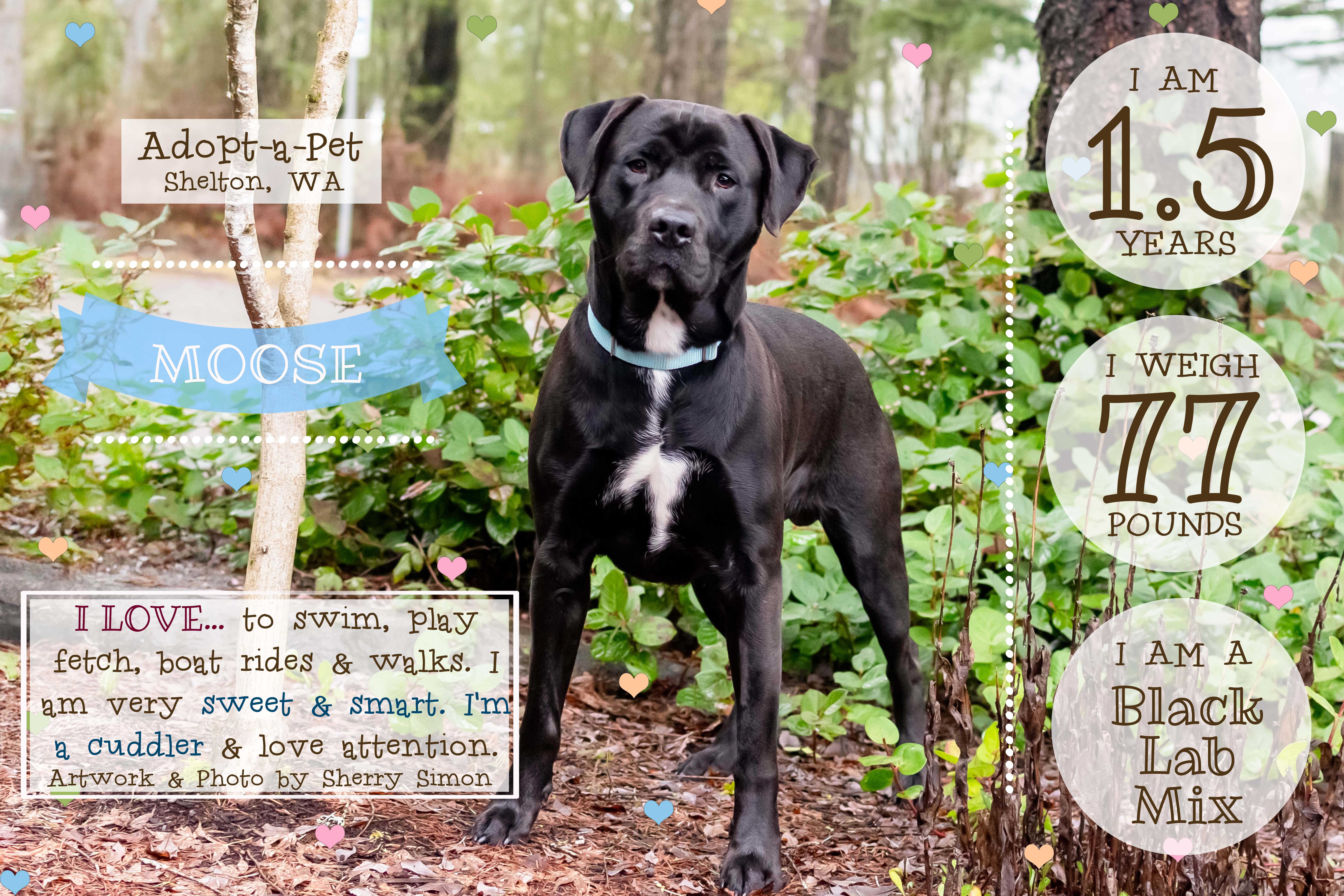 Enlarge MOOSE, an adopted mixed breed in Shelton, WA image 2/6