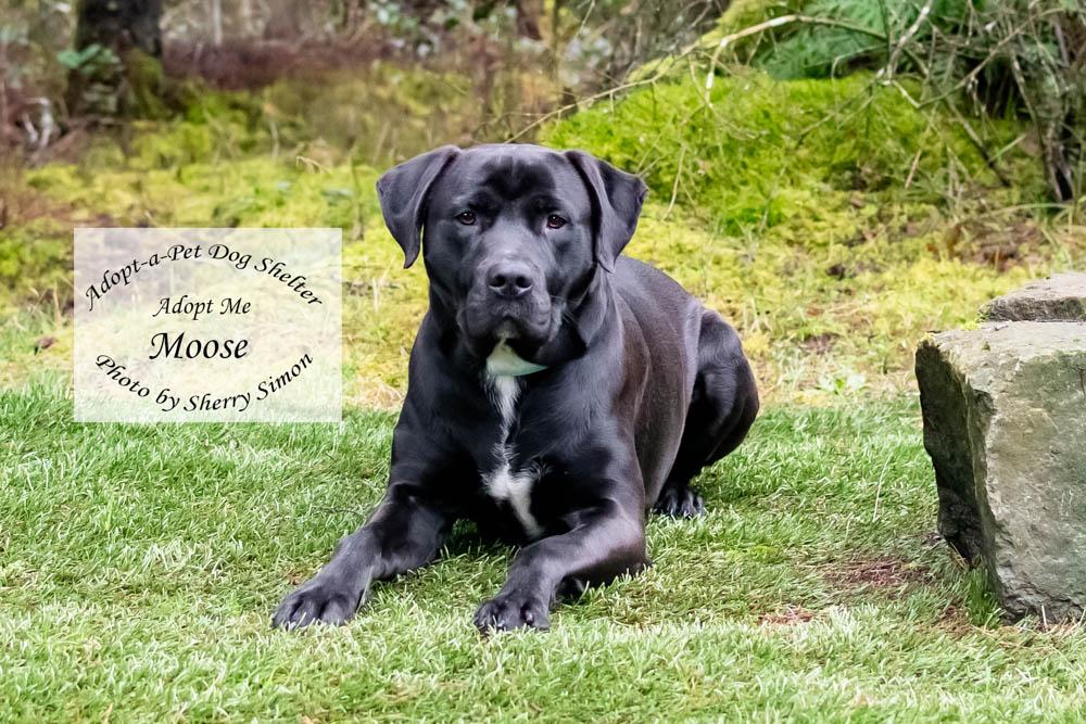Enlarge MOOSE, an adopted mixed breed in Shelton, WA image 3/6