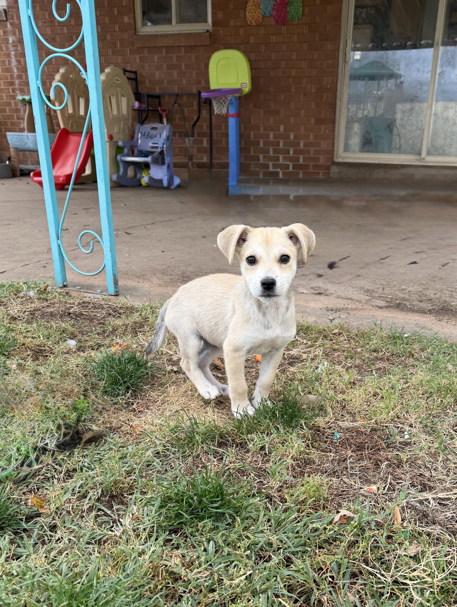 Witchy Poo, Adoptable, Puppy Female Terrier.