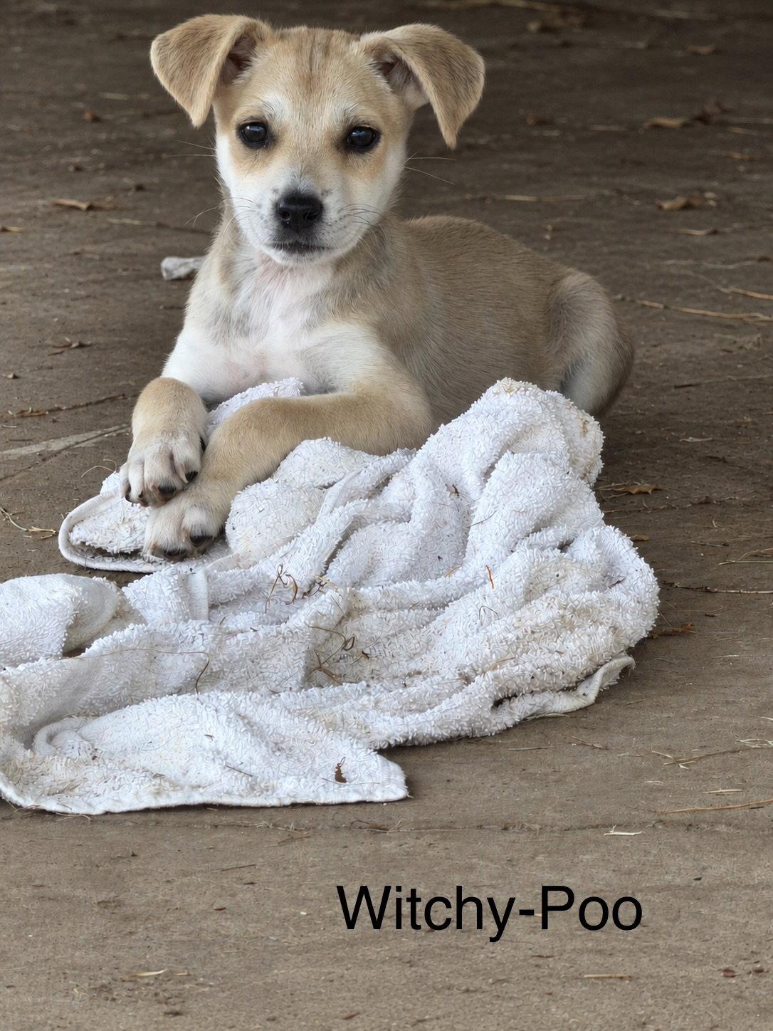 Enlarge Witchy Poo, a Adoptable Terrier in Salt Lake City, UT image 2/3
