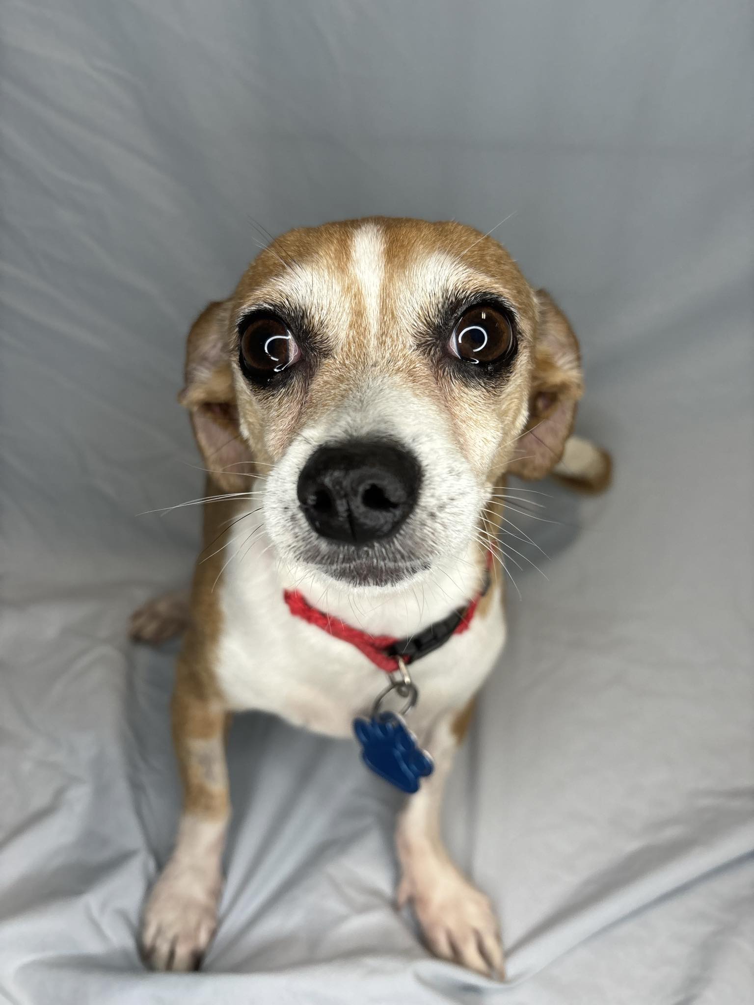 Enlarge Gouda, a Adopted Chihuahua in Broken Arrow, OK image 1/5