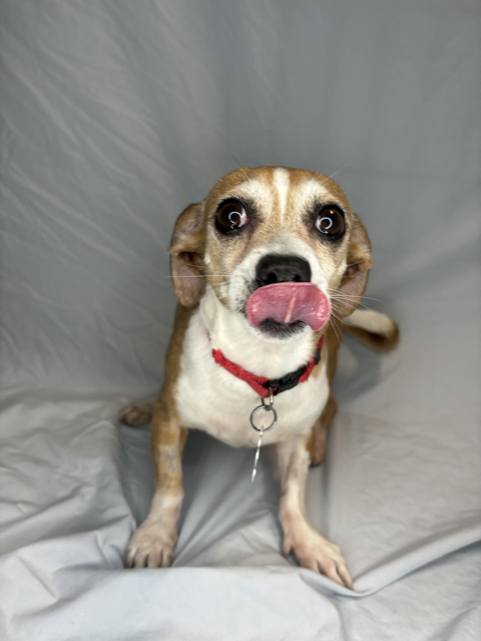 Enlarge Gouda, a Adopted Chihuahua in Broken Arrow, OK image 4/5