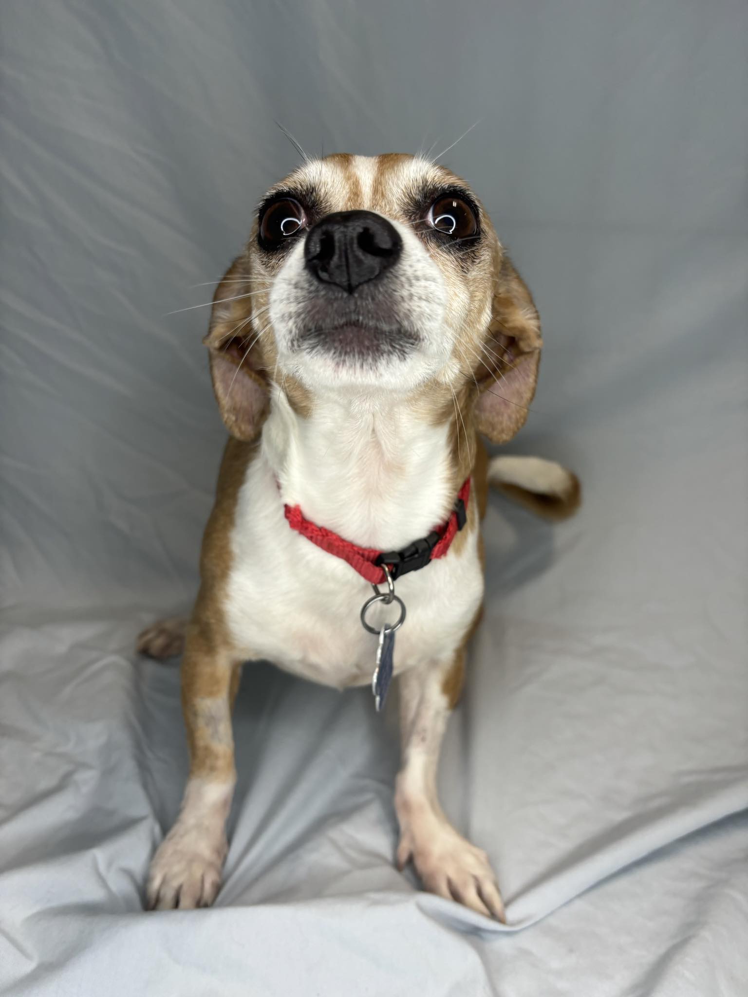 Enlarge Gouda, a Adopted Chihuahua in Broken Arrow, OK image 5/5
