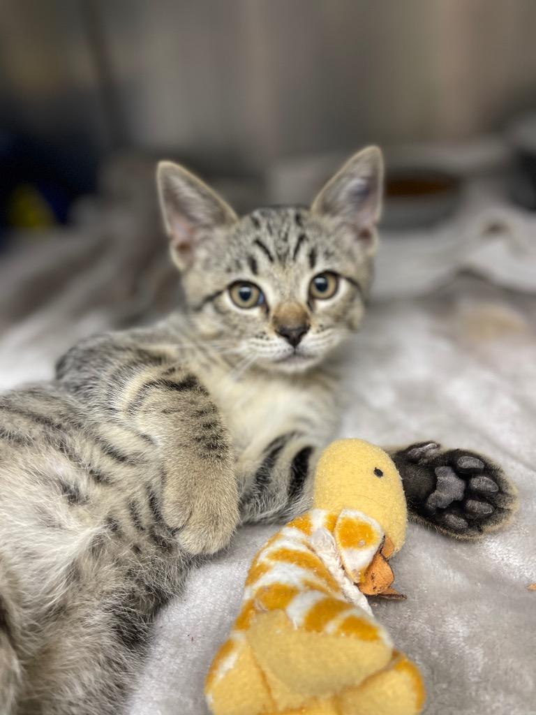 Enlarge Cattail, a Adoptable mixed breed in Grants Pass, OR image 1/1