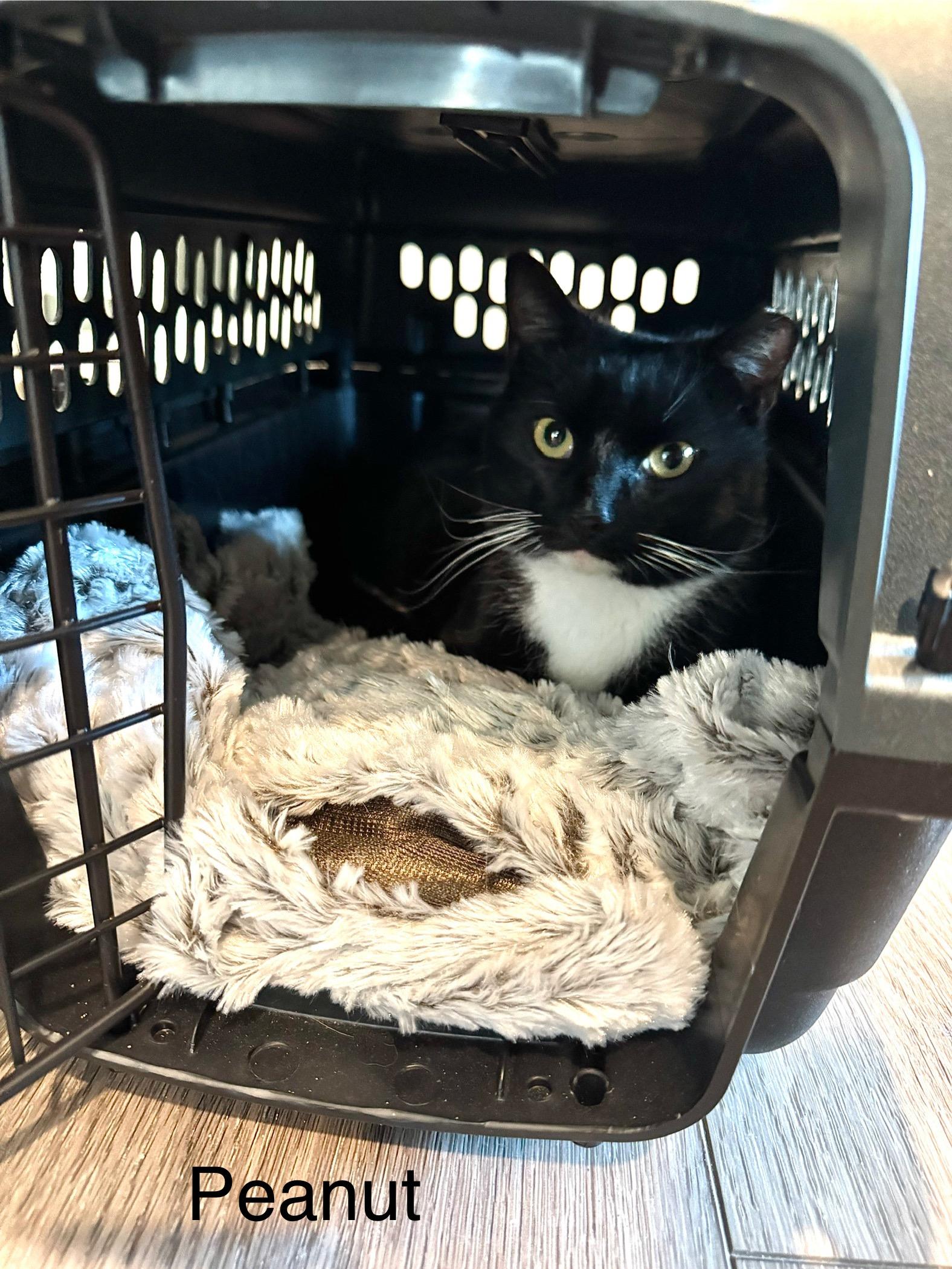 Enlarge Peanut, a ADOPTABLE Domestic Short Hair in Harwinton, CT image 1/1