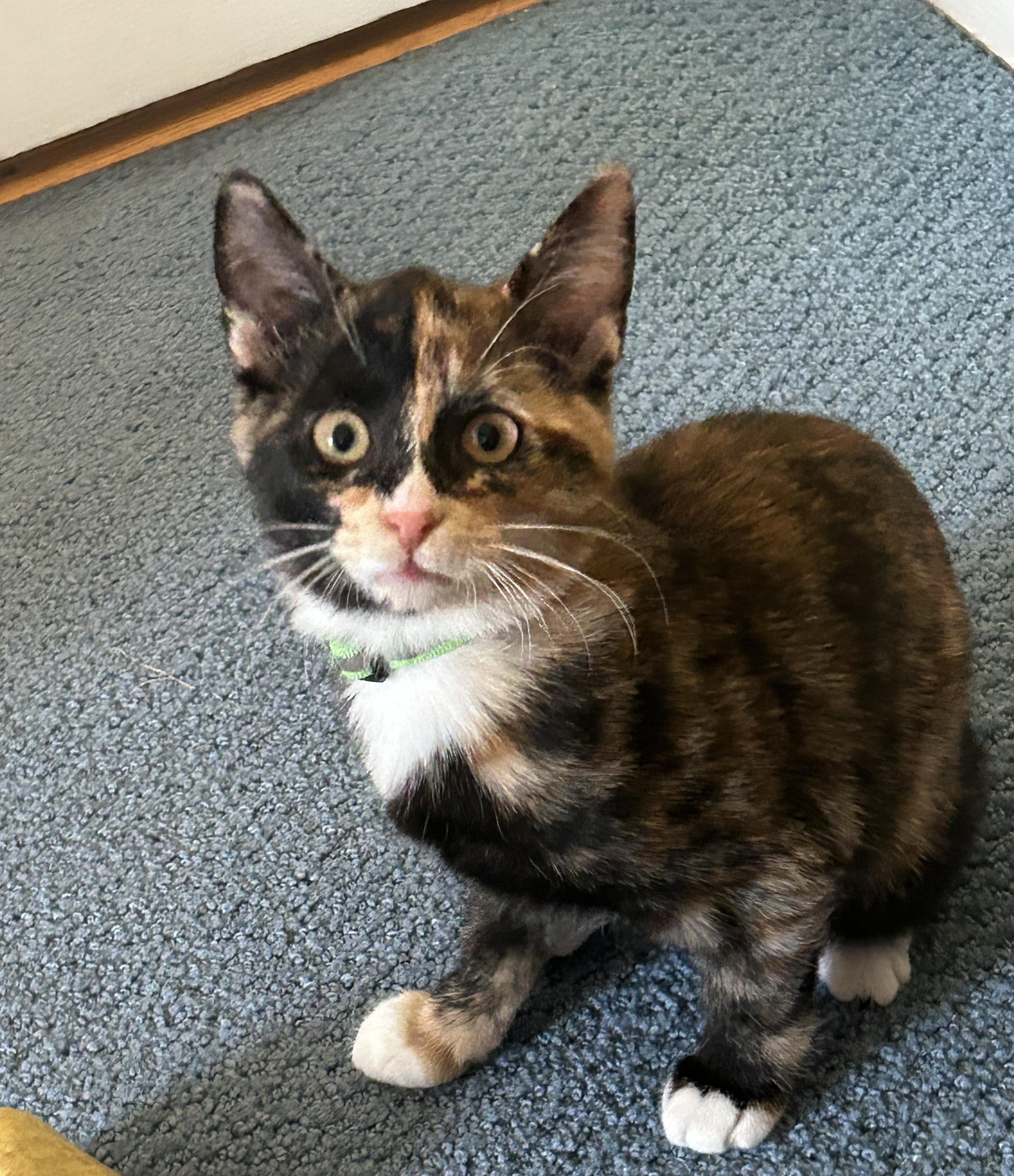 Dora, a Adopted Domestic Short Hair in Havertown, PA image 1/2