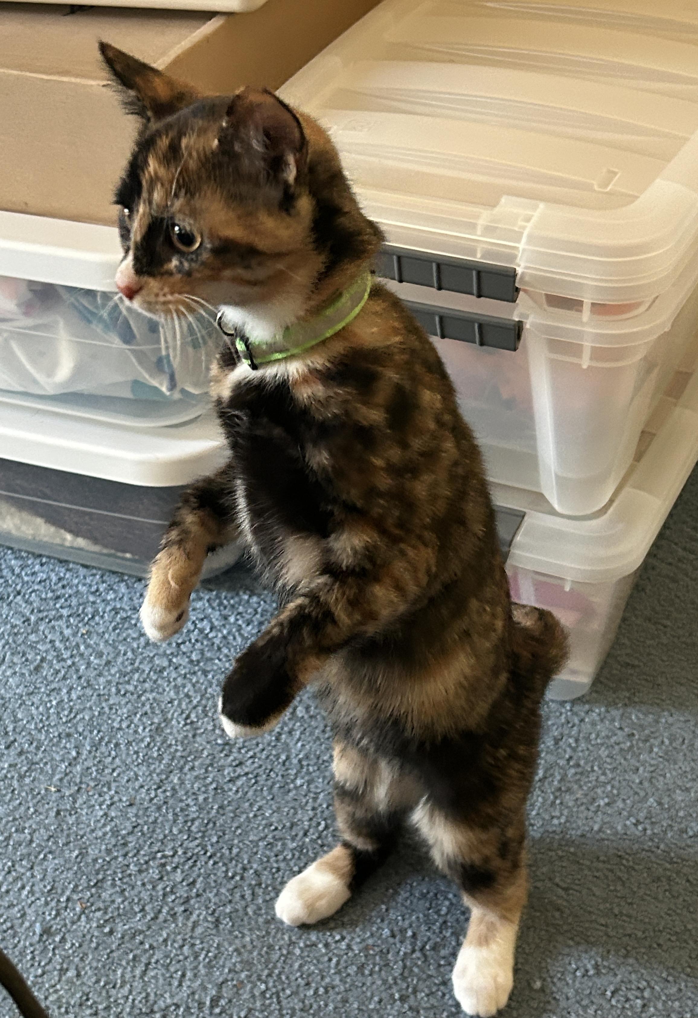 Dora, a Adopted Domestic Short Hair in Havertown, PA image 2/2