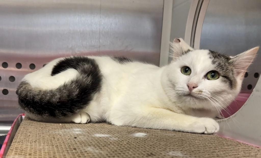 Wilma, Adoptable, Young Female Domestic Short Hair.