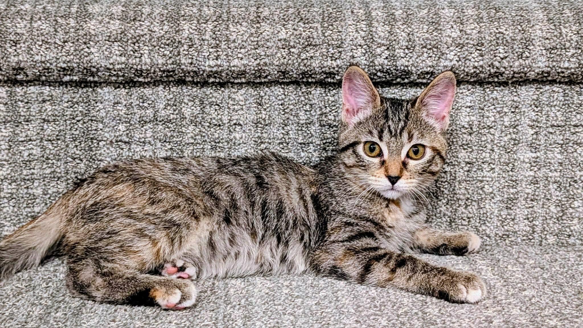 Enlarge Viola, an adopted Domestic Short Hair in Sioux Falls, SD image 2/2