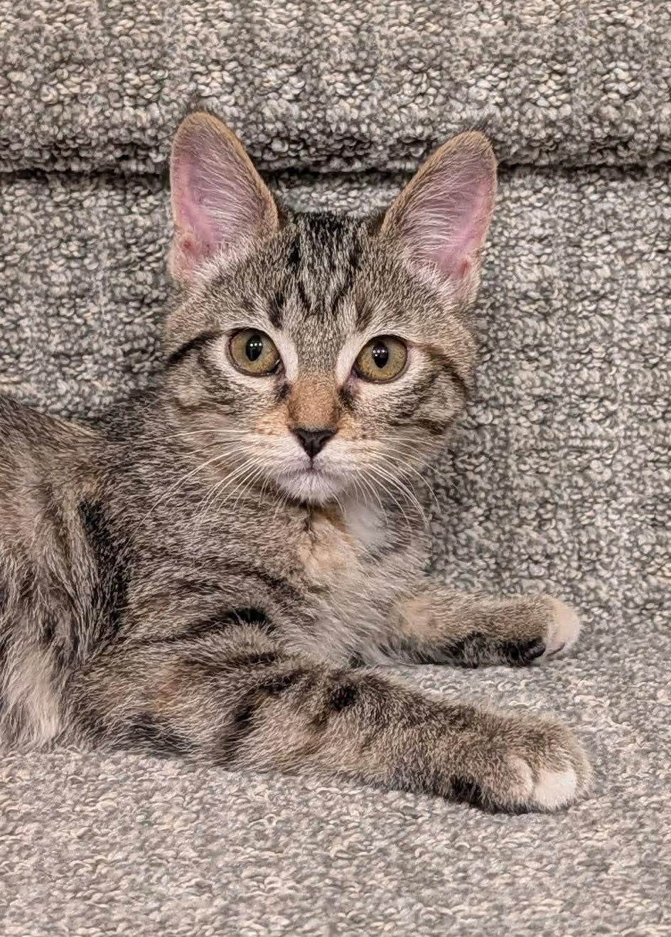 Viola, adopted, Kitten Female Domestic Short Hair.