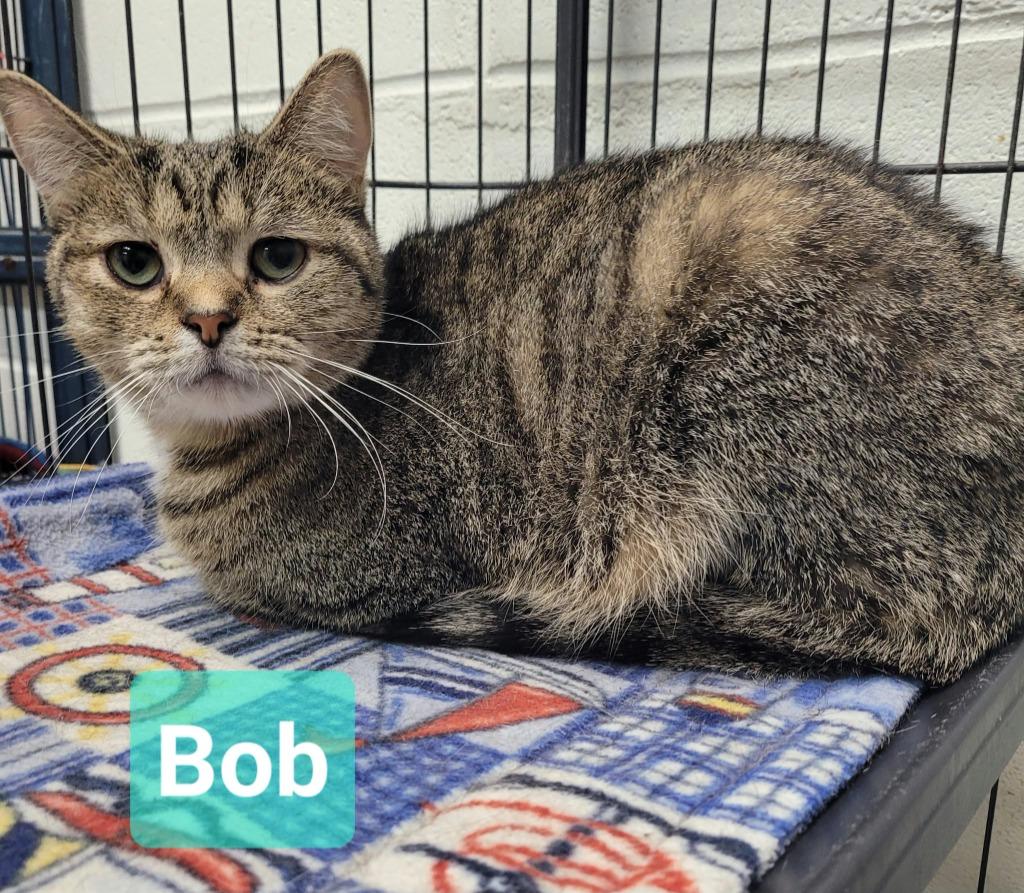 Enlarge Bob, a Adoptable mixed breed in Richmond, IN image 1/2