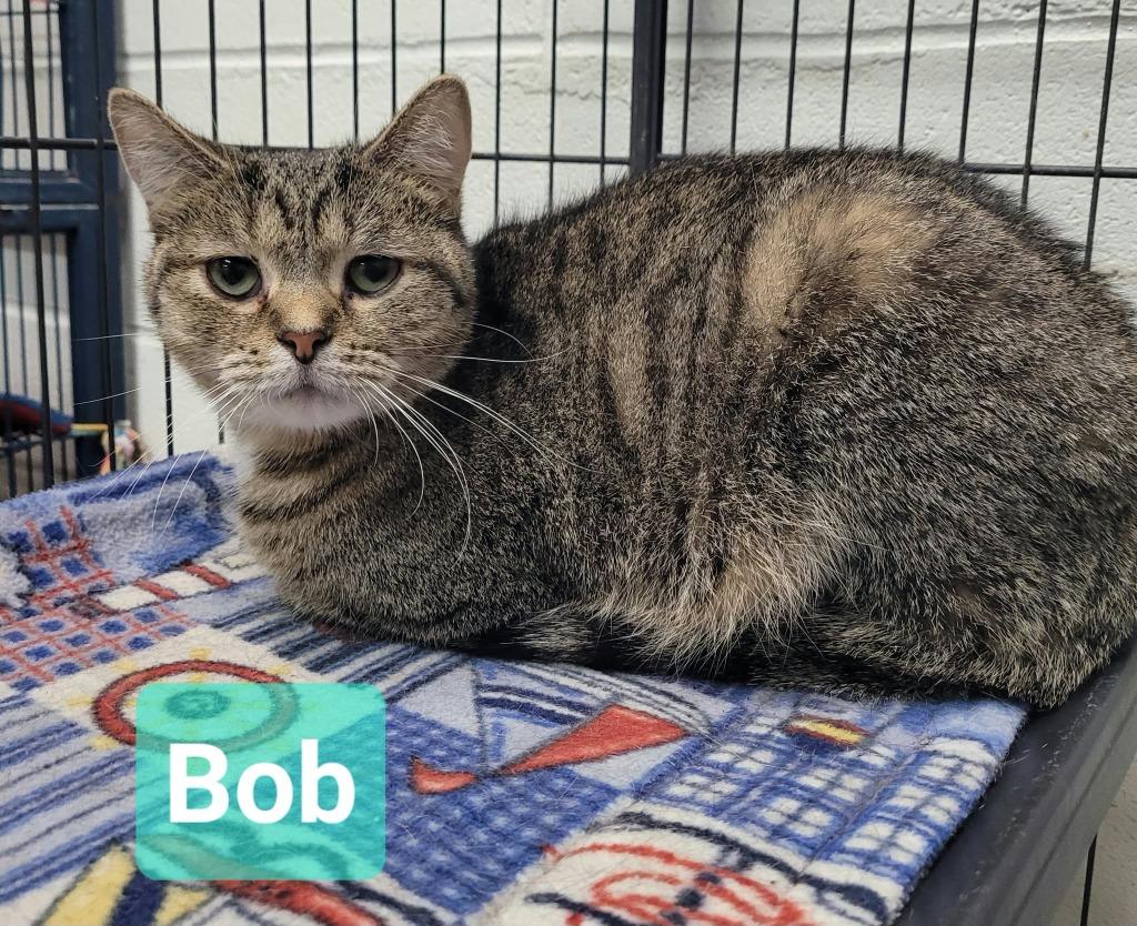 Enlarge Bob, a Adoptable mixed breed in Richmond, IN image 2/2