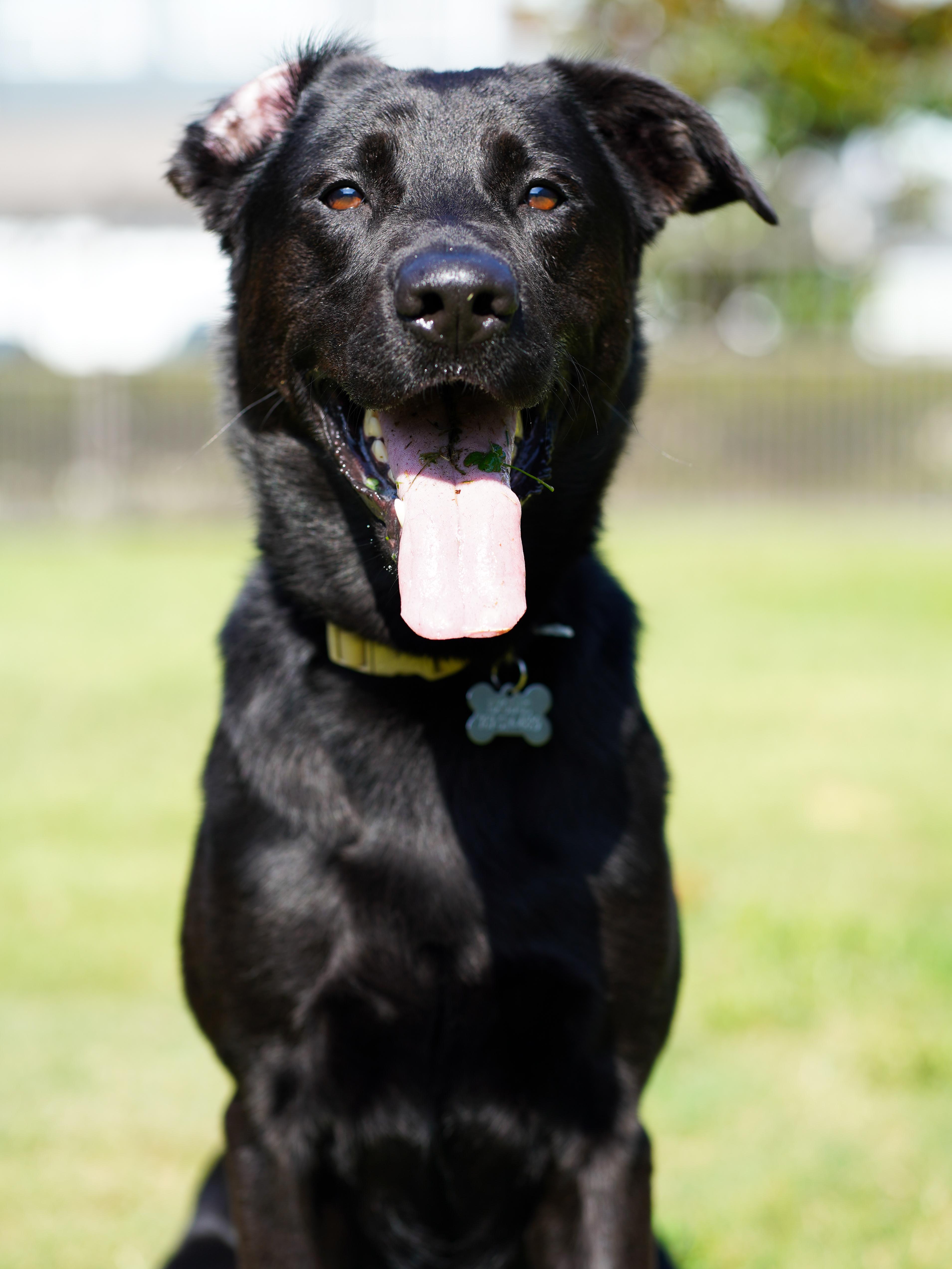 Enlarge Exodus, a Adoptable mixed breed in Brattleboro, VT image 4/4