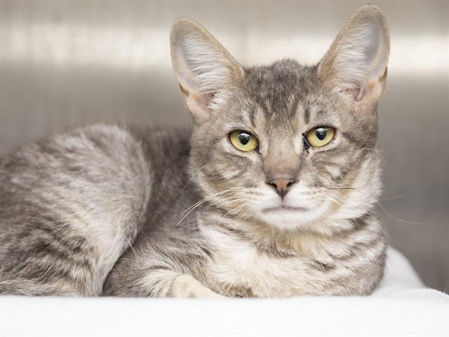 FINN, Adoptable, Young Male Domestic Short Hair.