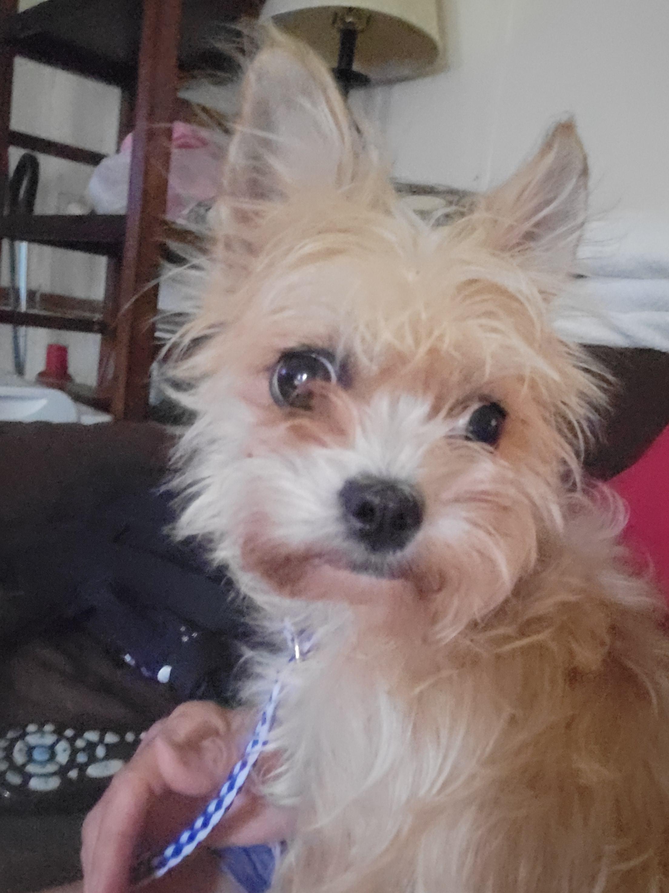 Enlarge Arizona, a Adopted mixed breed in Rocky Mount, NC image 1/2
