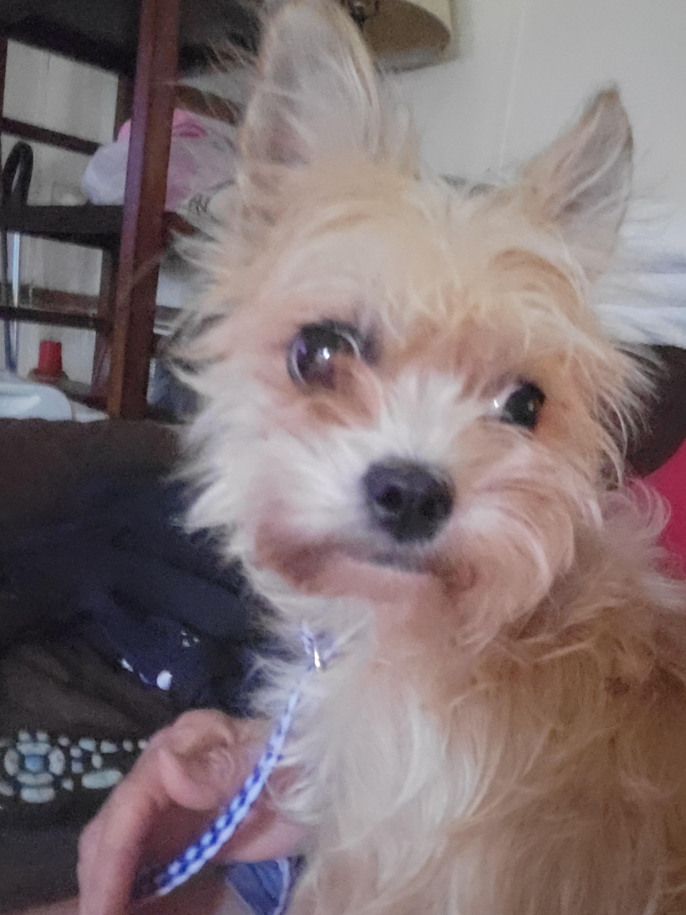 Enlarge Arizona, a Adopted mixed breed in Rocky Mount, NC image 2/2