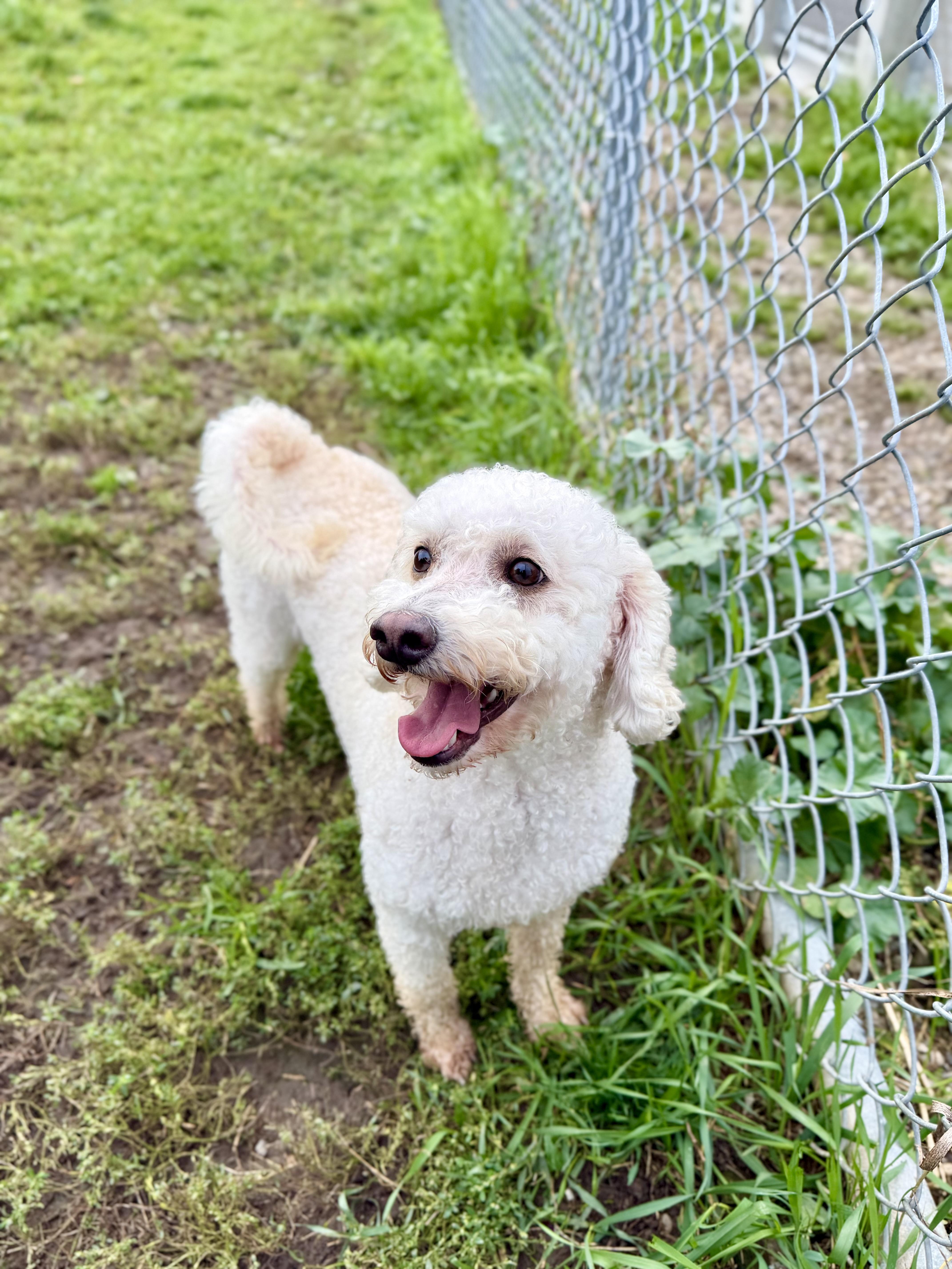 Enlarge Bailey, a Adoptable mixed breed in Ilderton, ON image 5/6