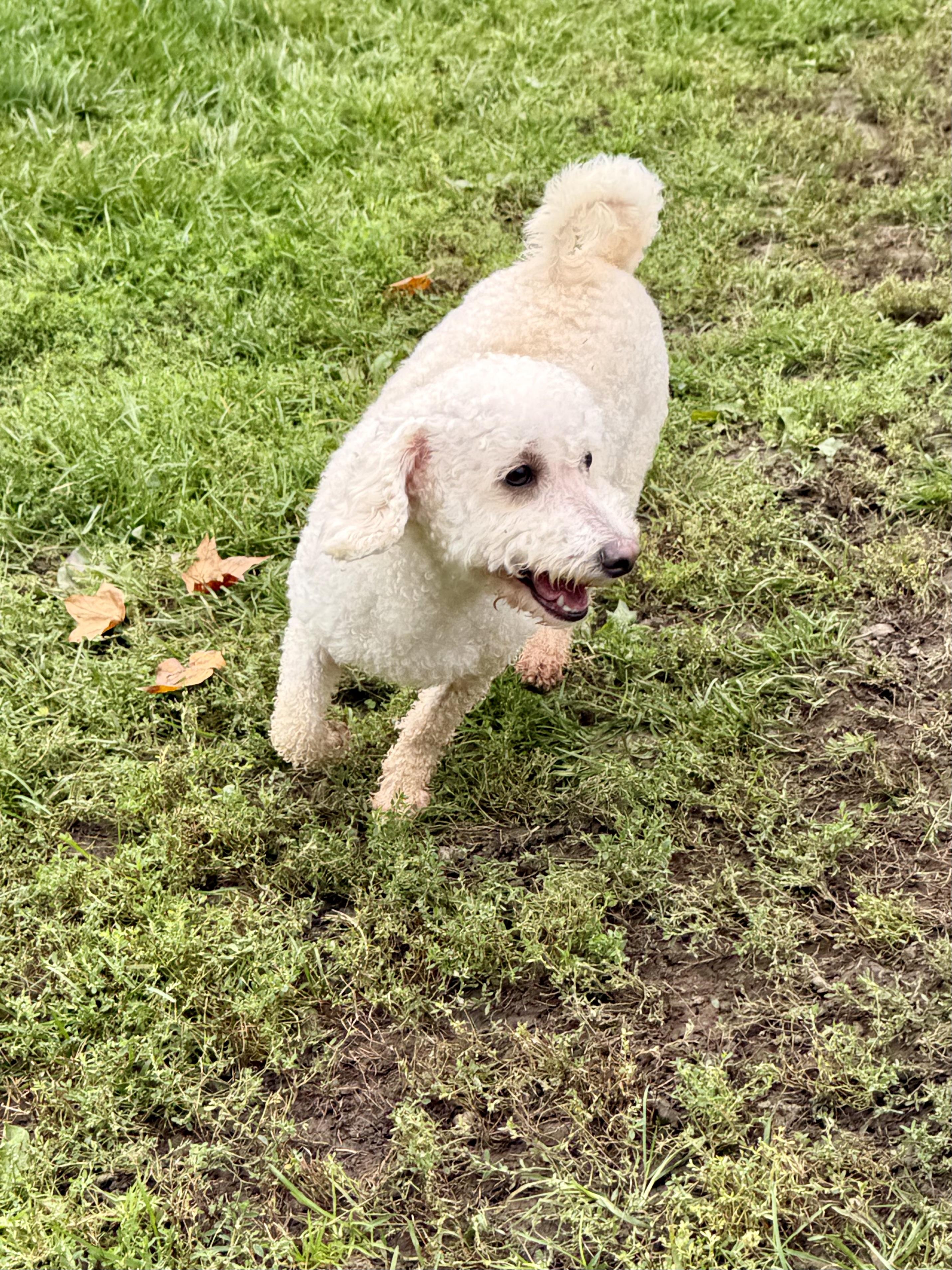 Enlarge Bailey, a Adoptable mixed breed in Ilderton, ON image 3/6