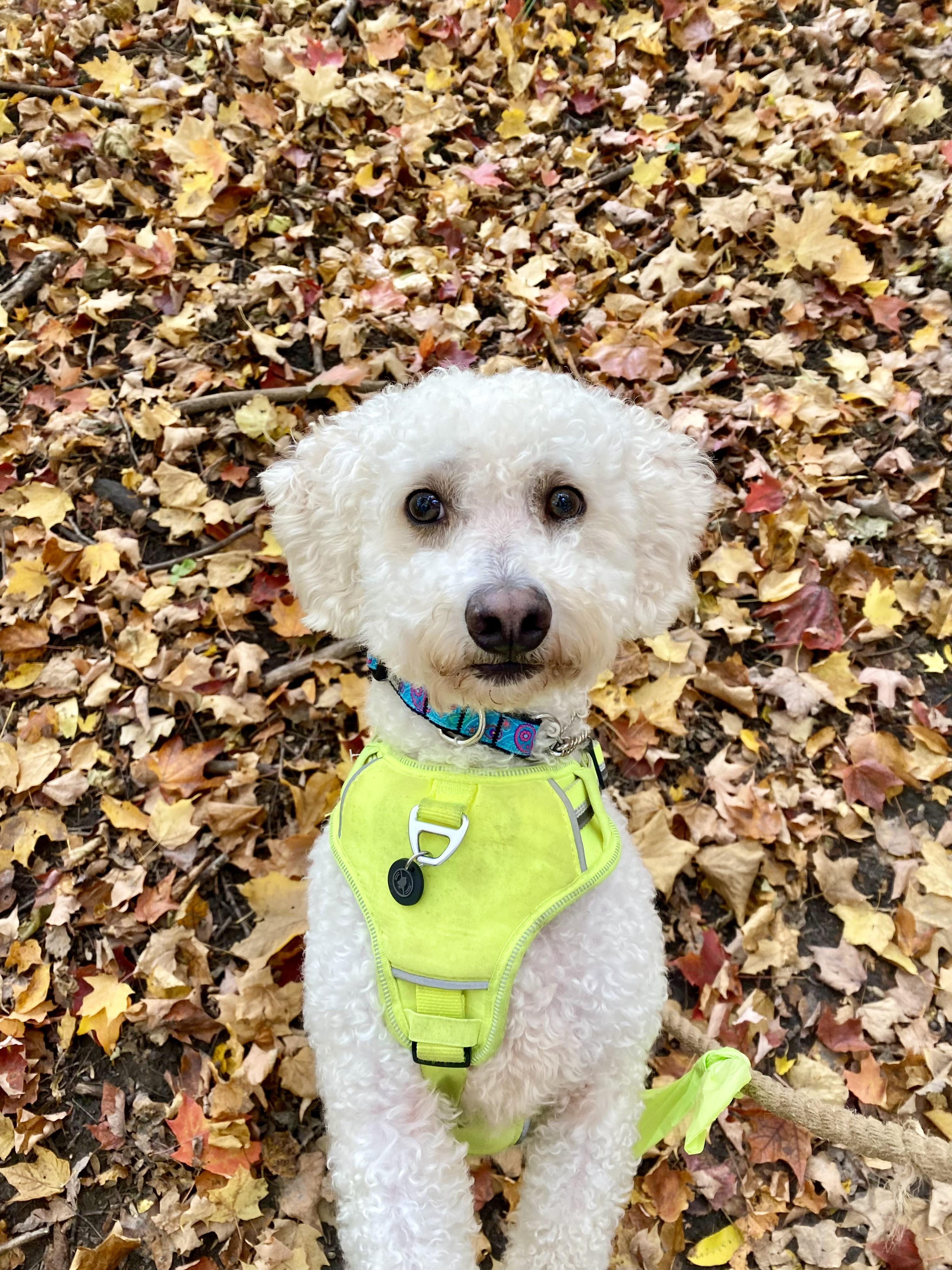 Enlarge Bailey, a Adoptable mixed breed in Ilderton, ON image 6/6