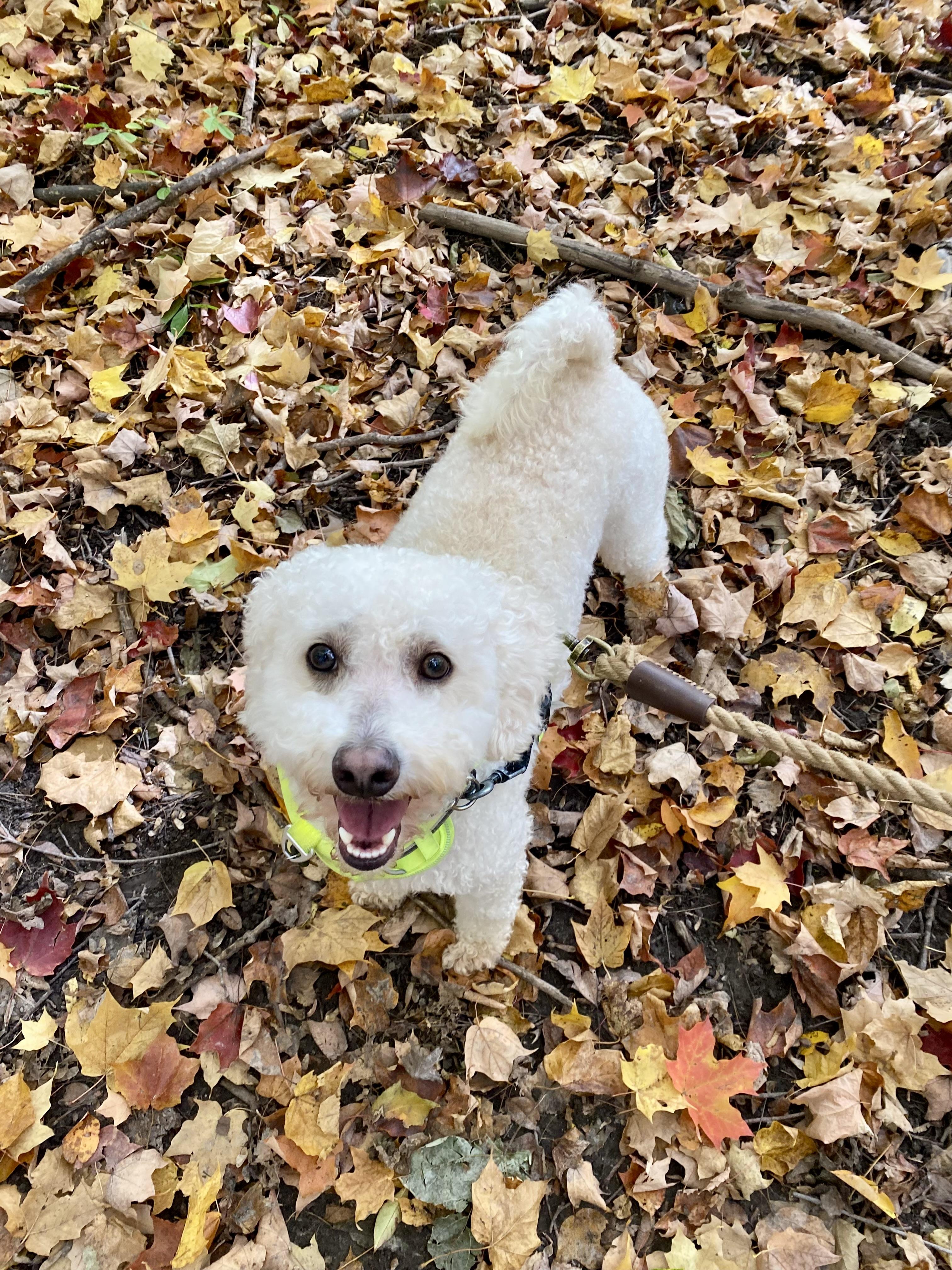 Enlarge Bailey, a Adoptable mixed breed in Ilderton, ON image 1/6
