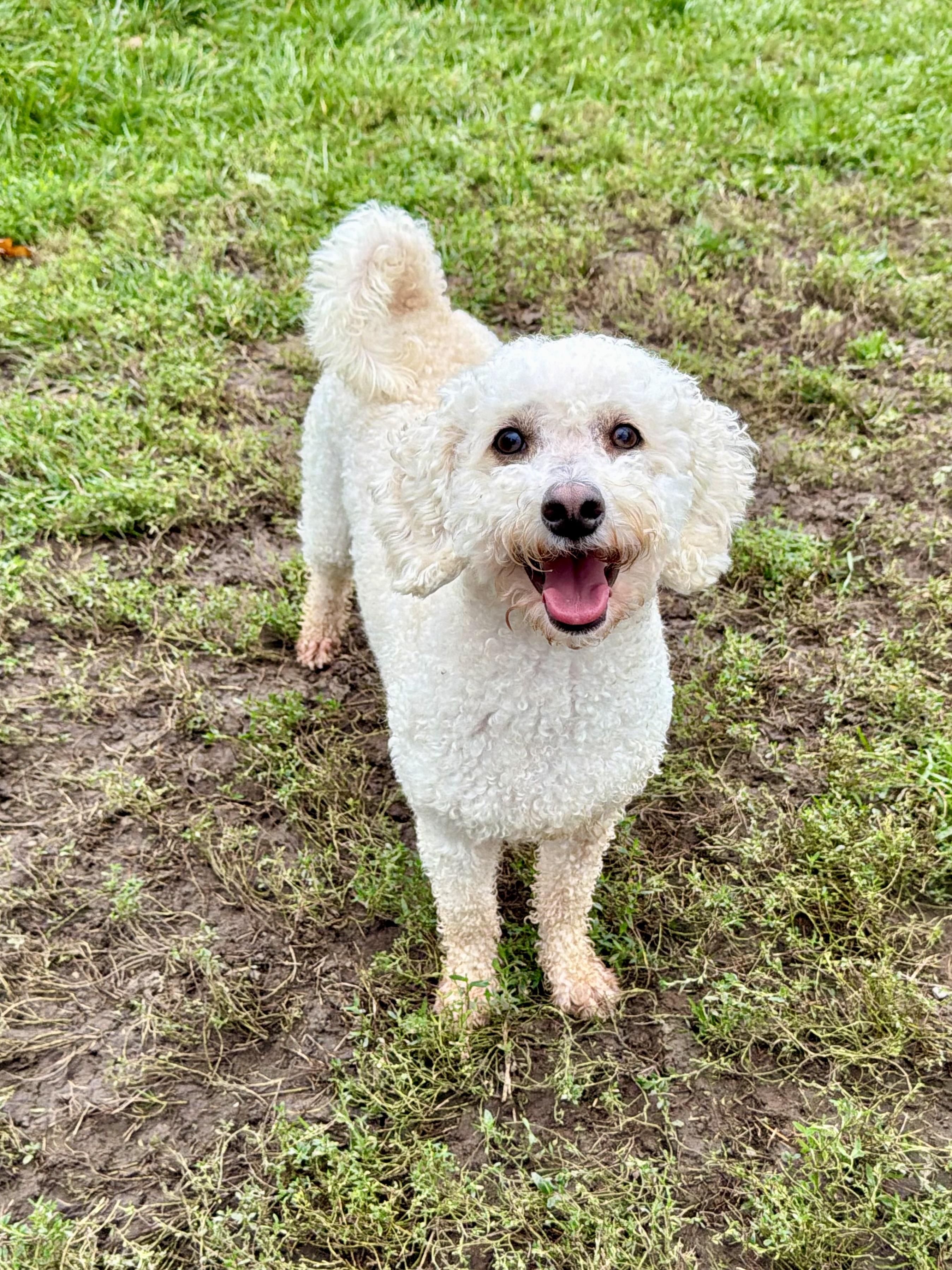 Enlarge Bailey, a Adoptable mixed breed in Ilderton, ON image 2/6