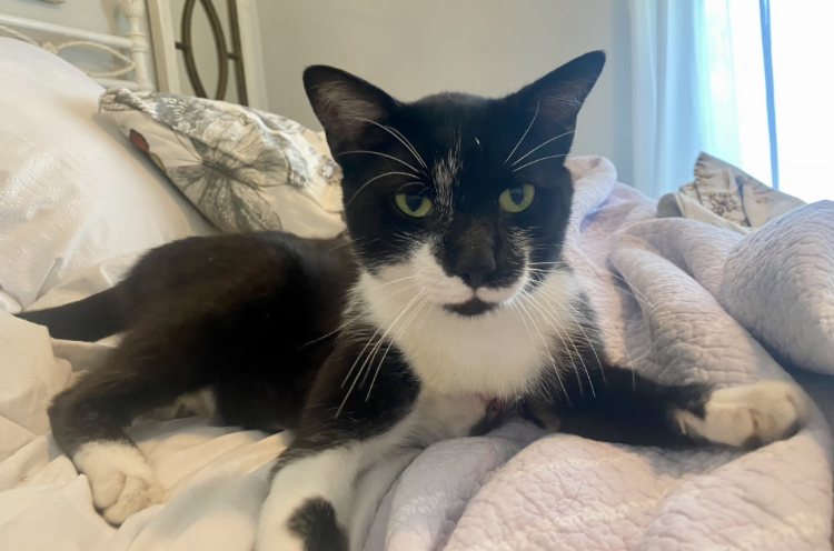 Enlarge Oscar, a Adopted Tuxedo in Cincinnati, OH image 1/4