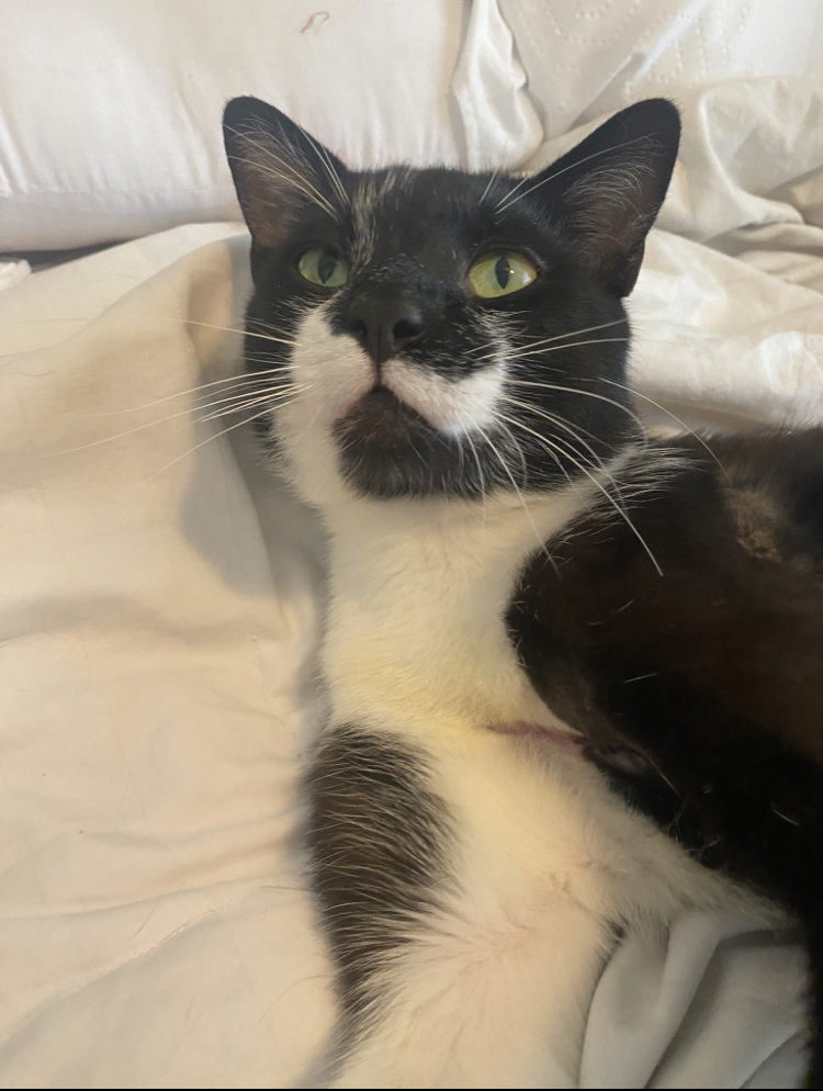 Enlarge Oscar, a Adopted Tuxedo in Cincinnati, OH image 2/4