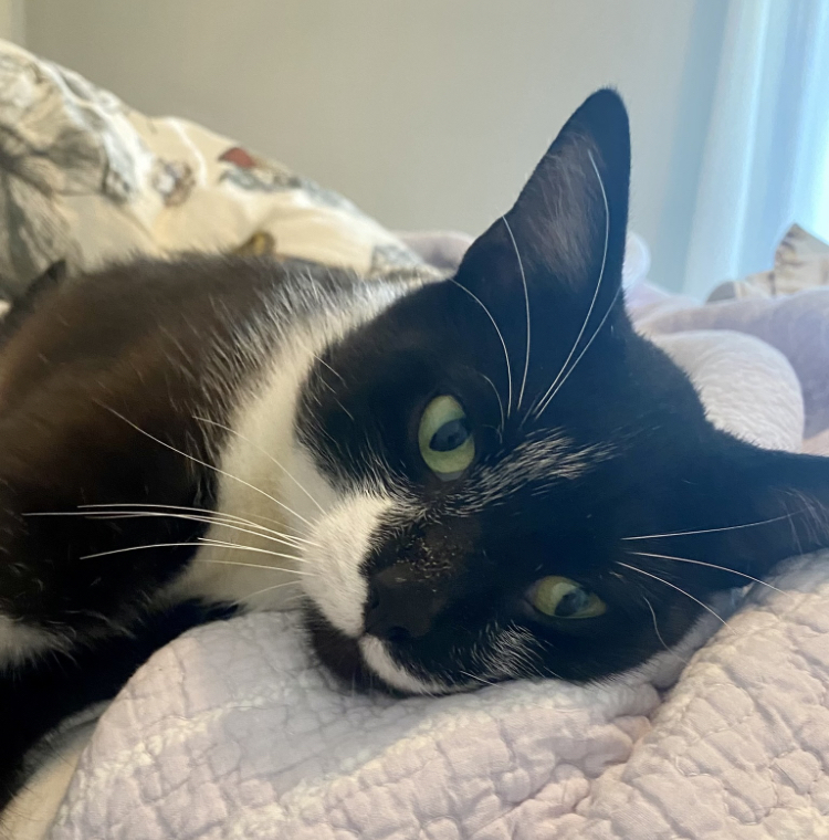 Enlarge Oscar, a Adopted Tuxedo in Cincinnati, OH image 3/4