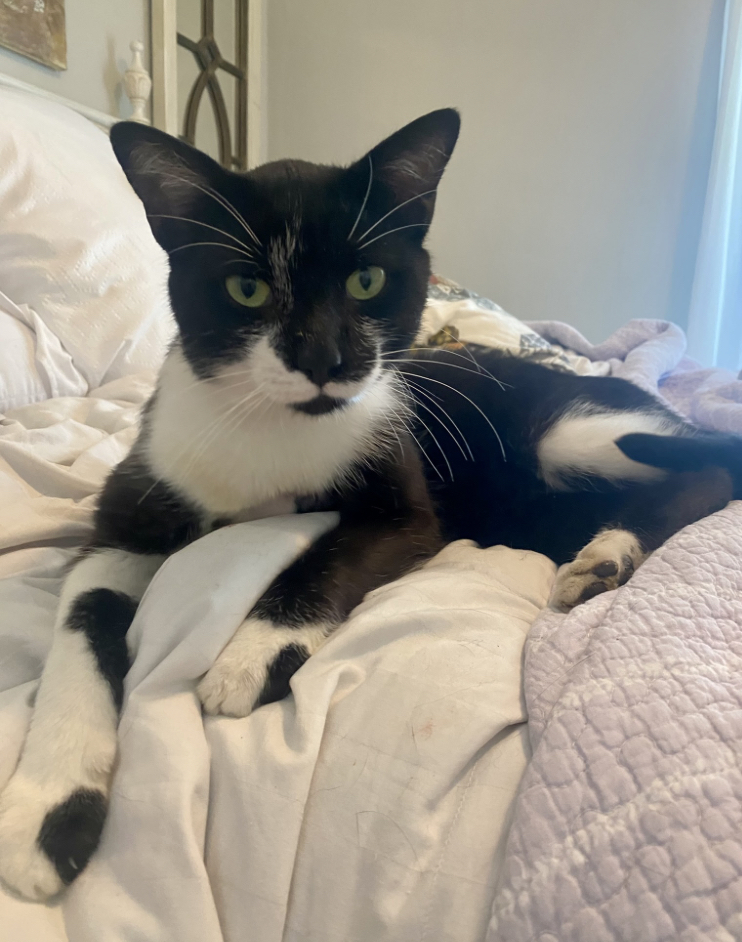 Enlarge Oscar, a Adopted Tuxedo in Cincinnati, OH image 4/4