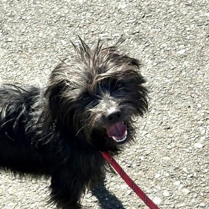 Rocket, Adopted, Young Male Terrier.