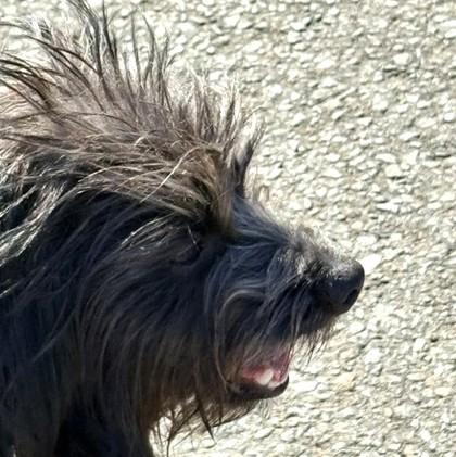 Enlarge Rocket, a Adopted mixed breed in Long Beach, WA image 2/3