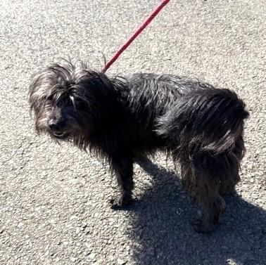 Enlarge Rocket, a Adopted mixed breed in Long Beach, WA image 3/3
