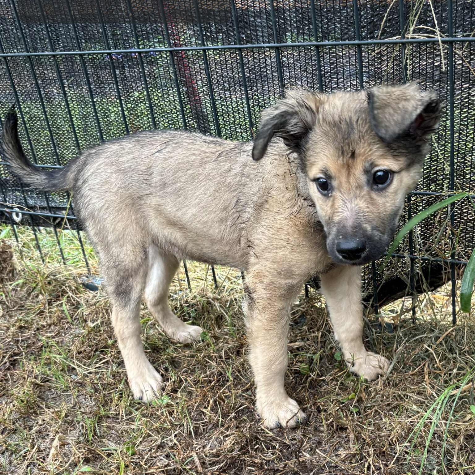 Ella Rose, a Adoptable mixed breed in Jay, NY image 2/6