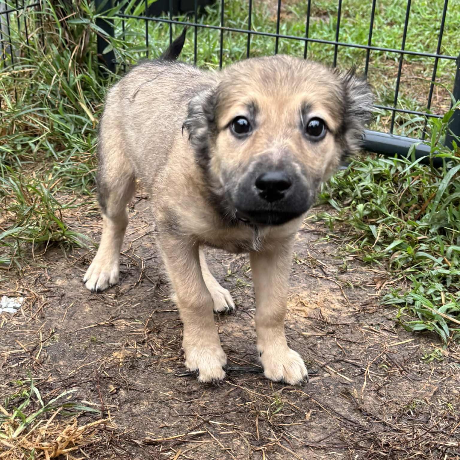 Ella Rose, a Adoptable mixed breed in Jay, NY image 4/6