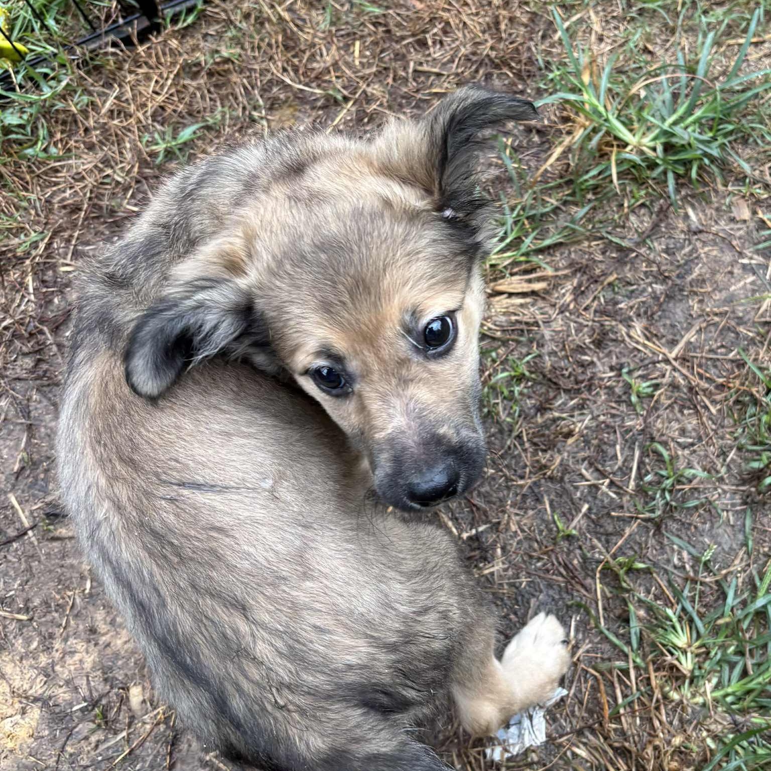 Ella Rose, a Adoptable mixed breed in Jay, NY image 5/6