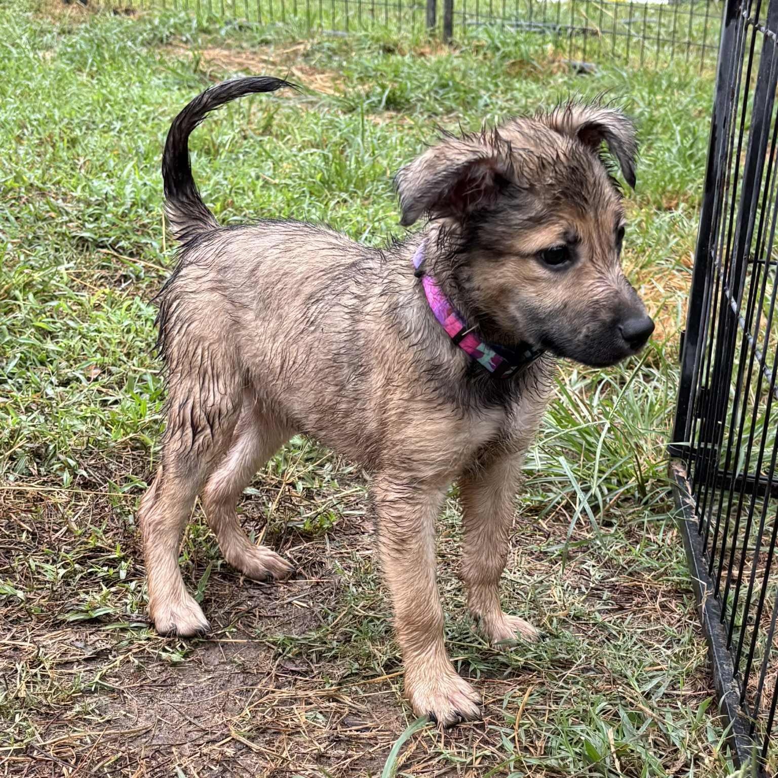Ella Rose, Adoptable, Puppy Female German Shepherd Dog.