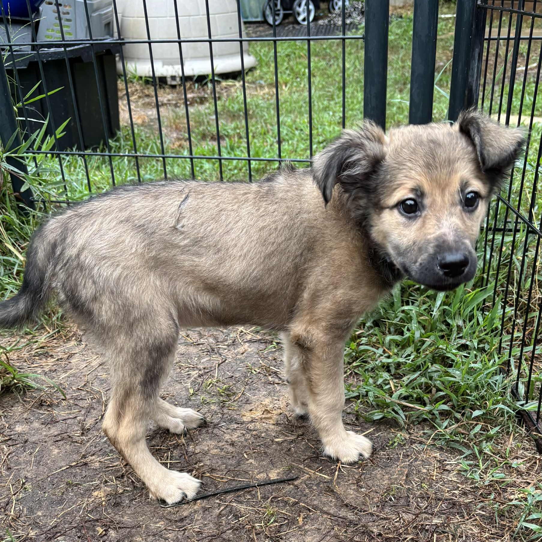 Ella Rose, a Adoptable mixed breed in Jay, NY image 6/6