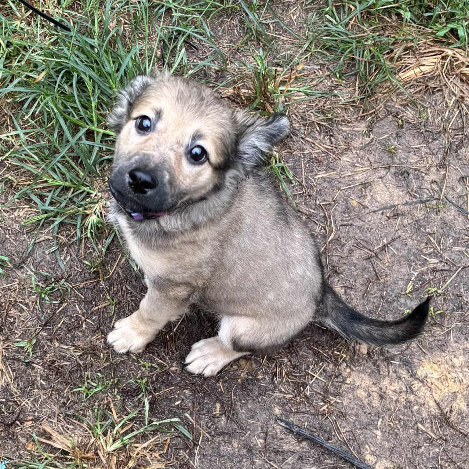 Ella Rose, a Adoptable mixed breed in Jay, NY image 3/6