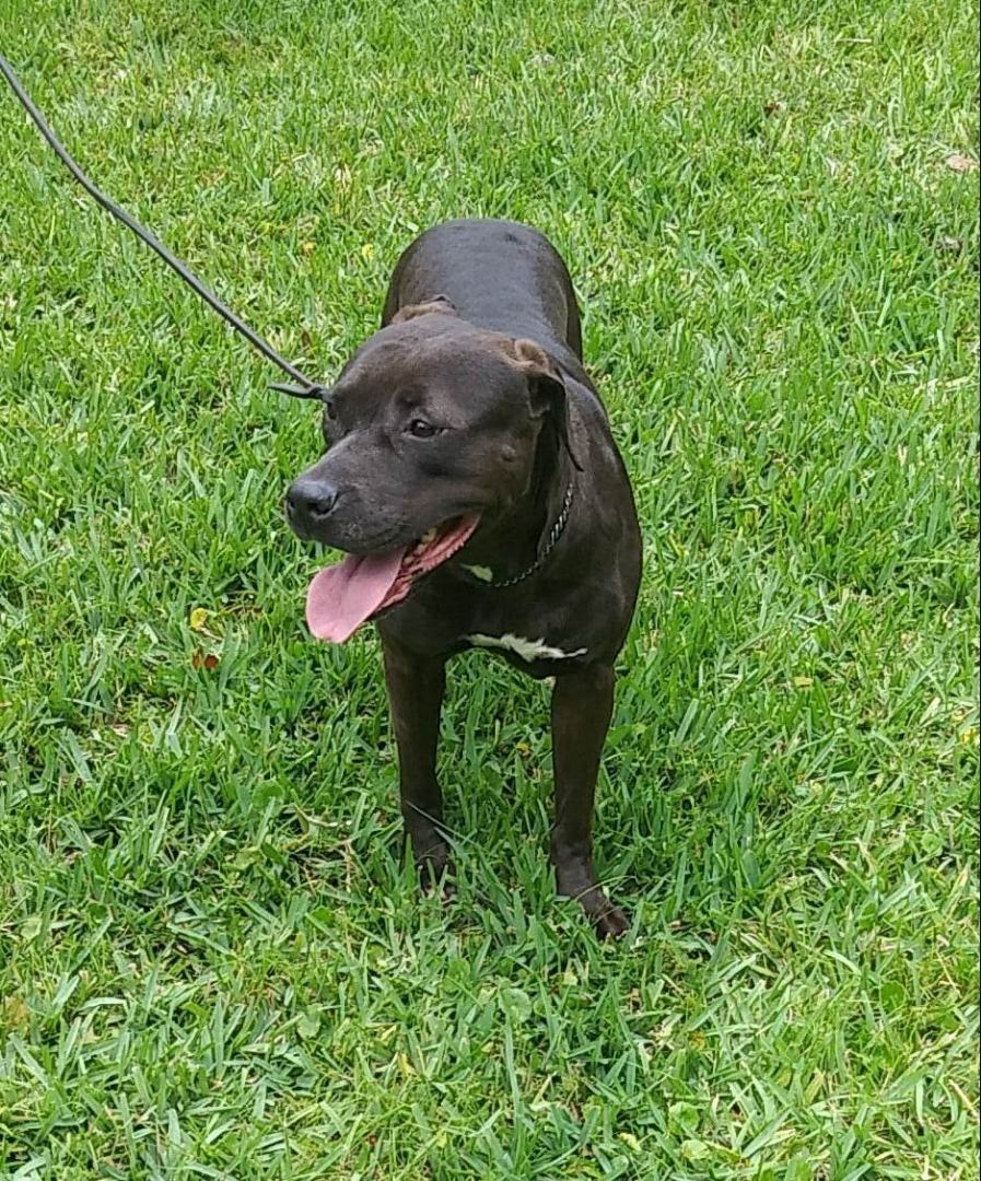 Mocha, Young Female unknown