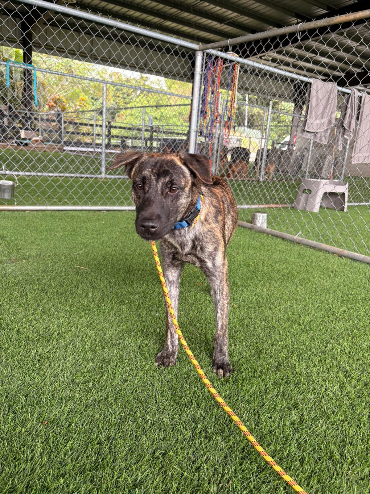 Enlarge Lupo, a ADOPTABLE Mixed Breed in Morristown, NJ image 4/5