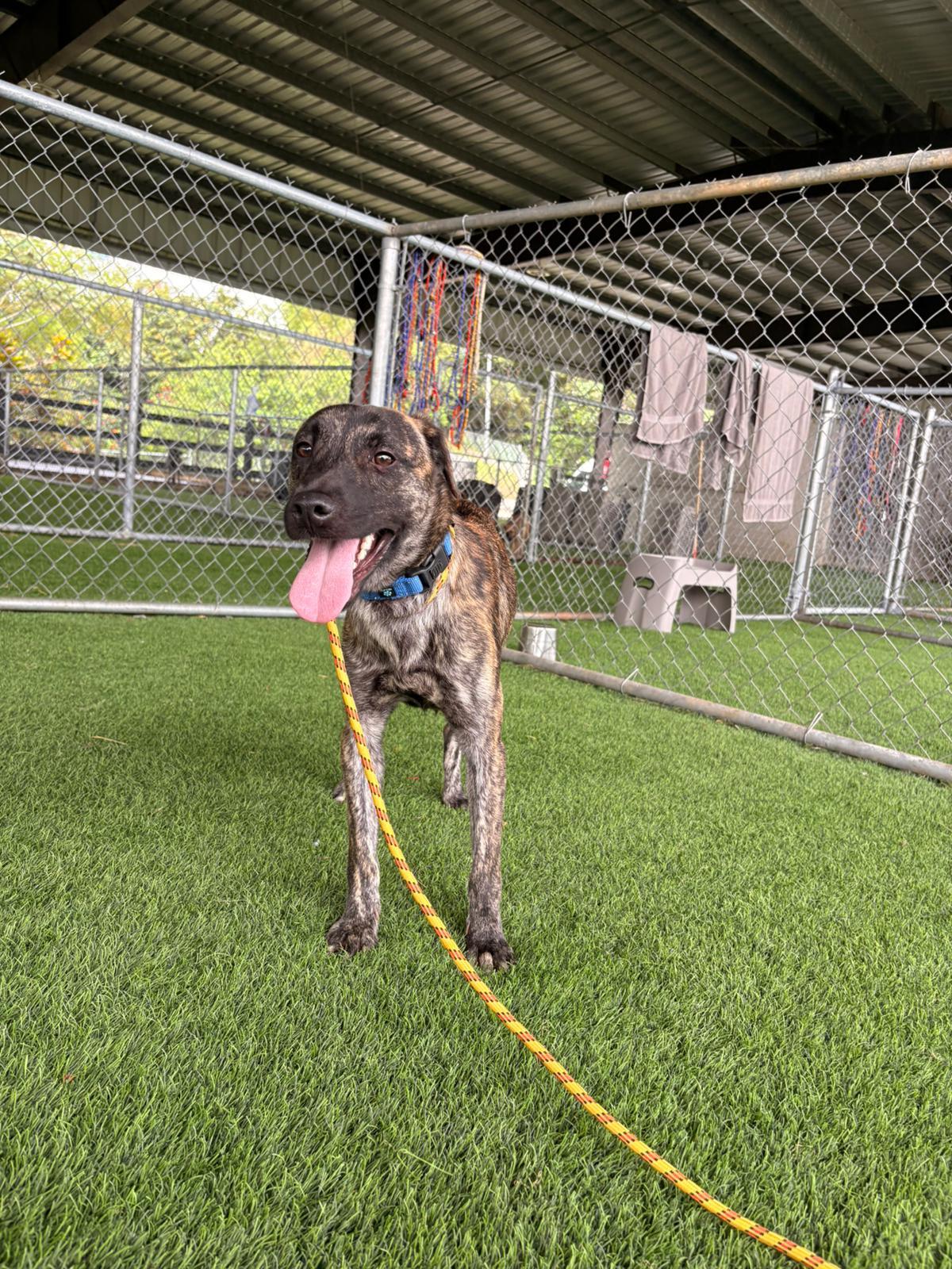 Enlarge Lupo, a ADOPTABLE Mixed Breed in Morristown, NJ image 5/5