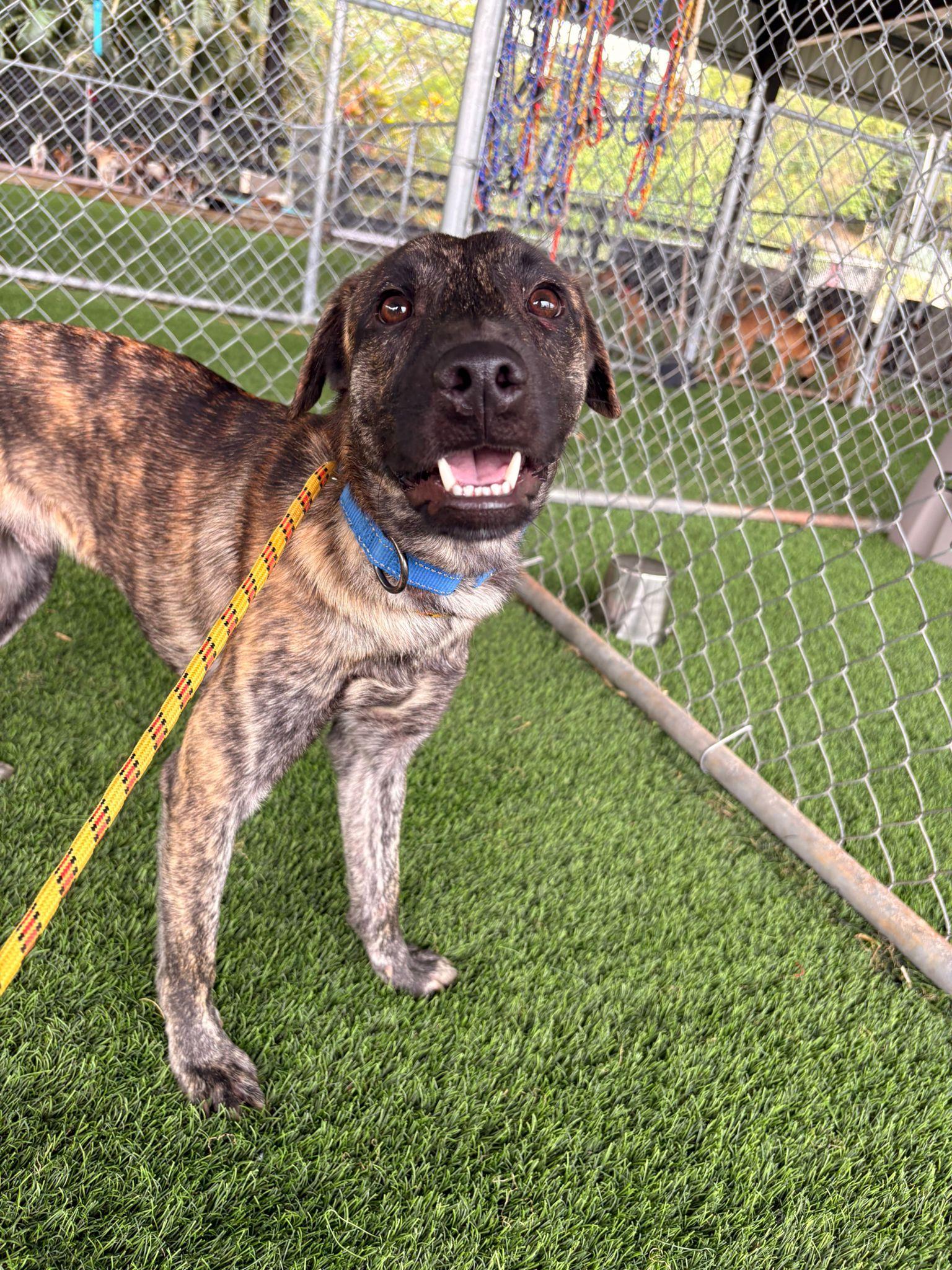 Enlarge Lupo, a ADOPTABLE Mixed Breed in Morristown, NJ image 1/5