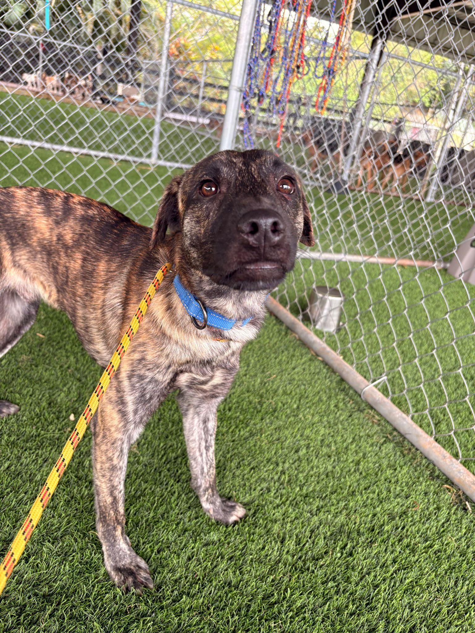 Enlarge Lupo, a ADOPTABLE Mixed Breed in Morristown, NJ image 2/5