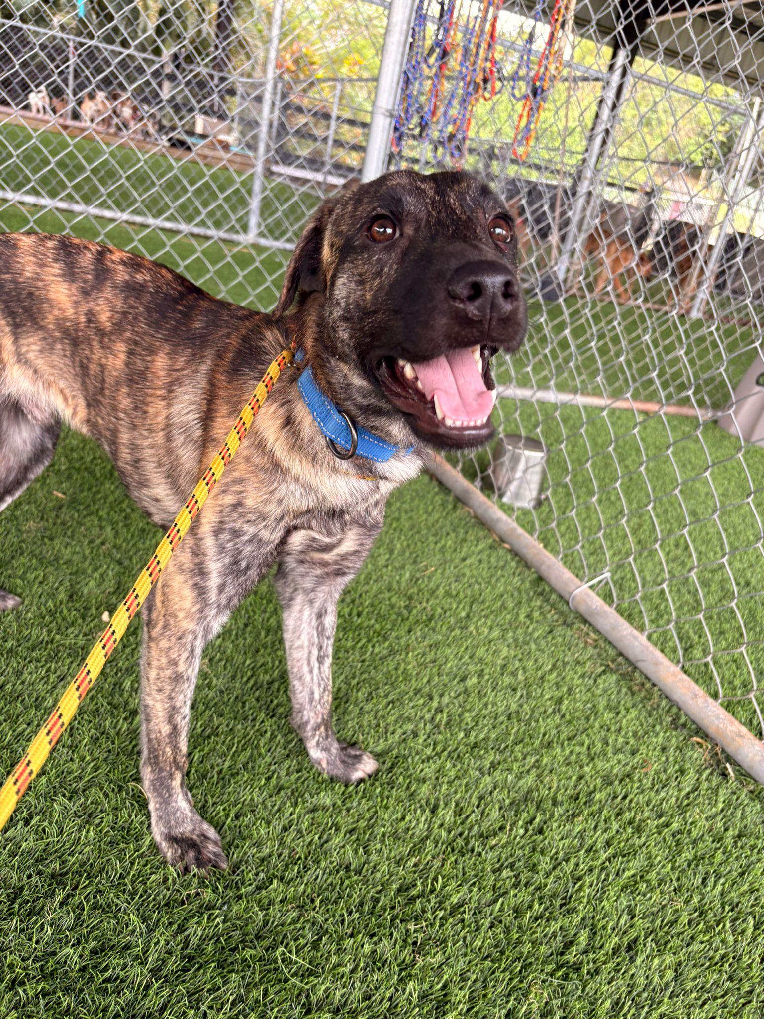 Enlarge Lupo, a ADOPTABLE Mixed Breed in Morristown, NJ image 3/5