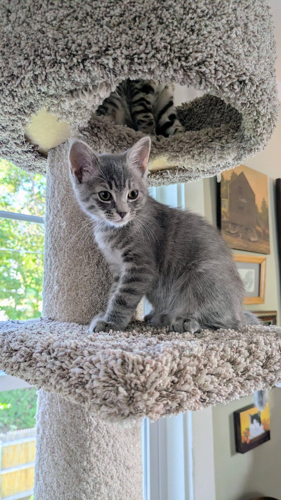 Enlarge Kittens - adopted as pairs only, a Adoptable mixed breed in Bath, ME image 3/6