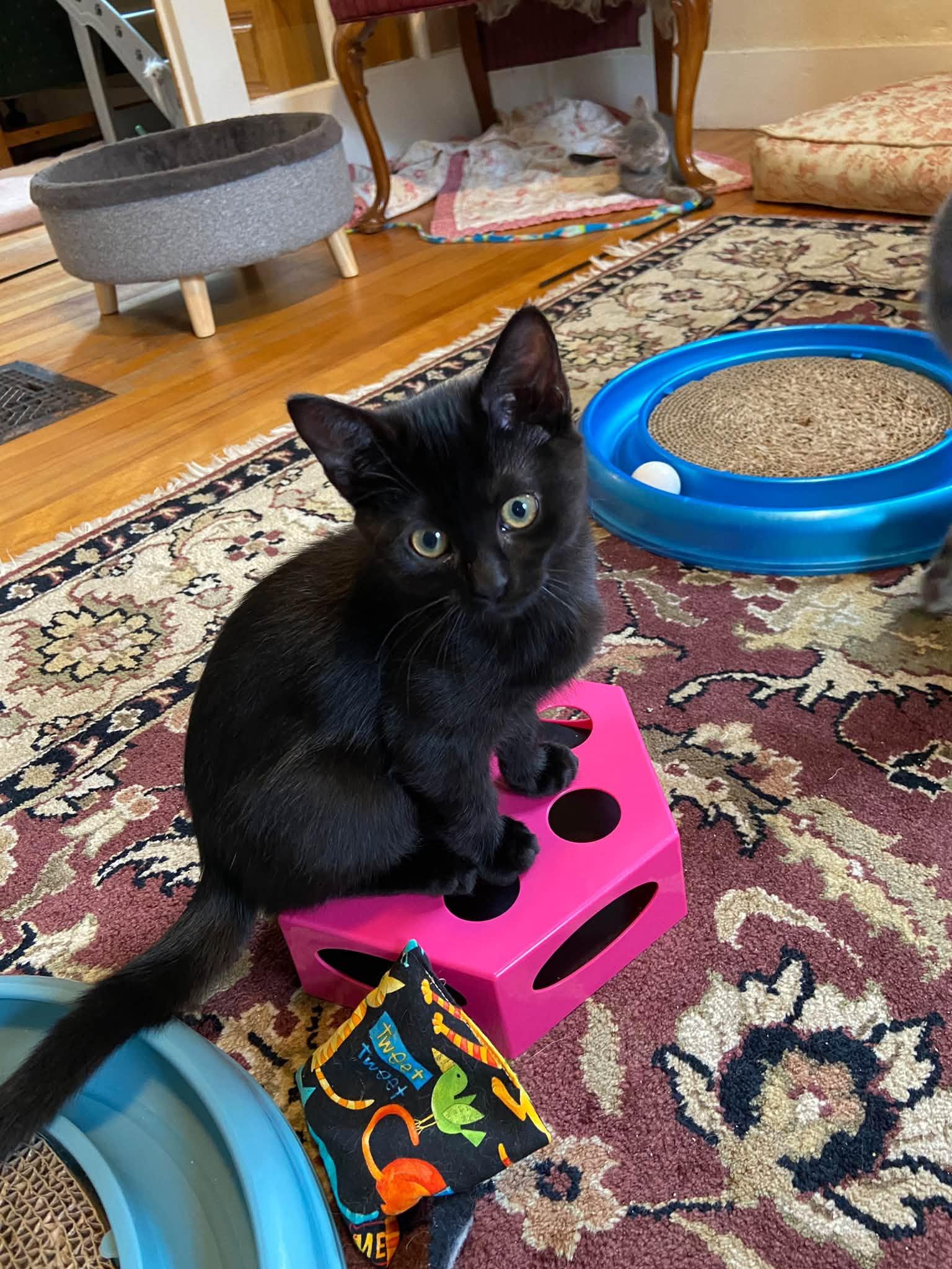 Enlarge Kittens - adopted as pairs only, a Adoptable mixed breed in Bath, ME image 4/6